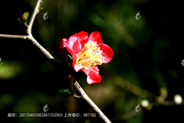 一朵盛開的桃花