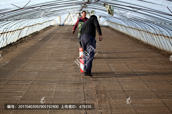 水稻,育苗,苗床