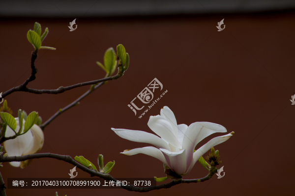 故宮玉蘭花