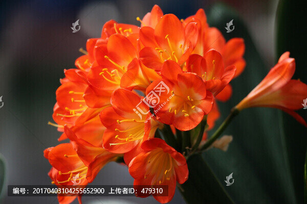 君子蘭,花卉,花朵,花,花開(kāi)