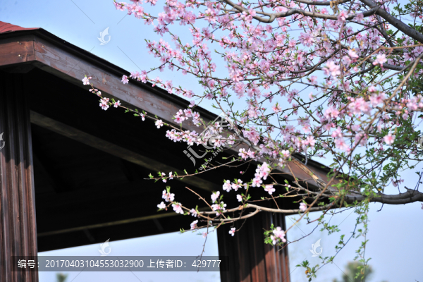 桃花庵