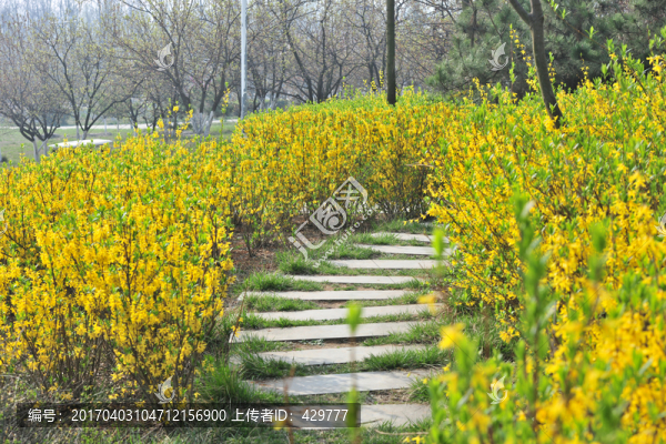 公園連翹