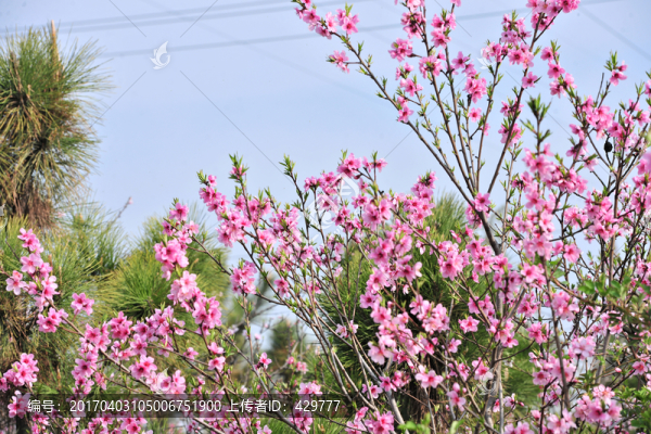 桃花