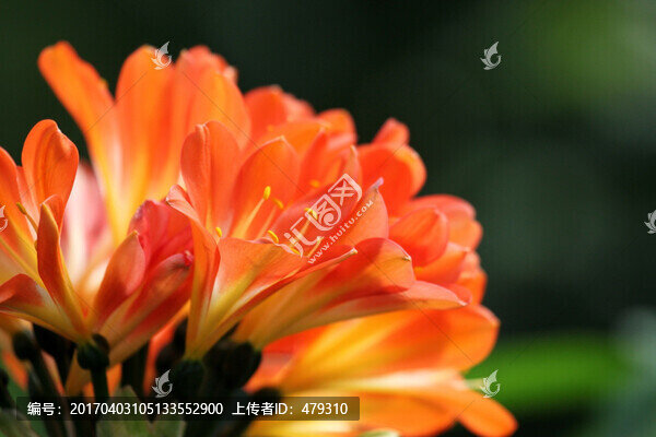 君子蘭,花卉,花朵,花