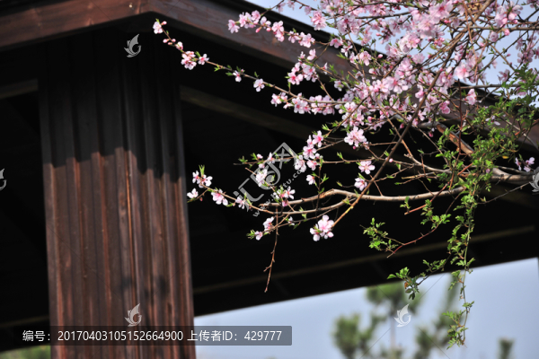花與建筑