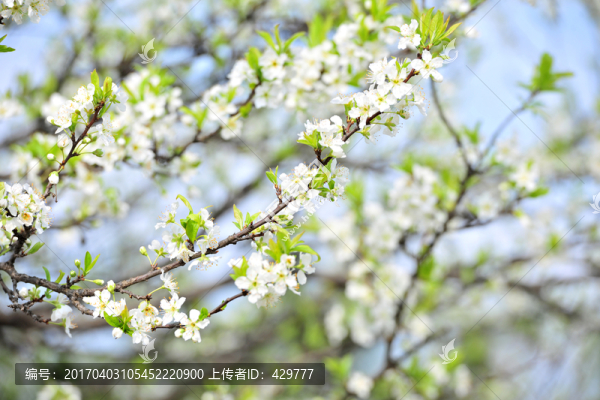 梨花