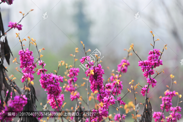 滿條紅,春天紫荊