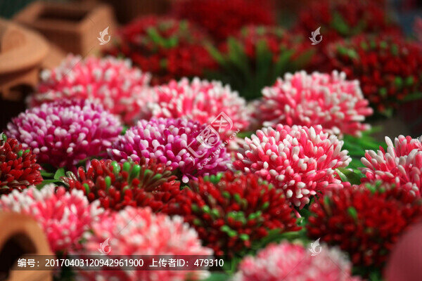 多肉植物,花卉,盆栽