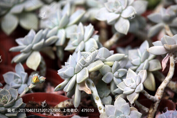 多肉植物,花卉,盆栽