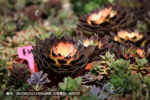 多肉植物