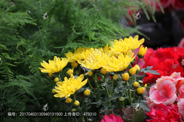 花卉,花朵,花,綠植