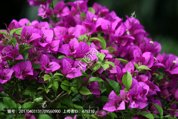 花卉,三角梅,植物,春天
