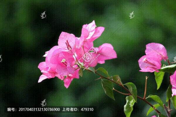花卉,三角梅