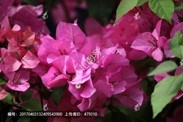 花卉,三角梅,植物