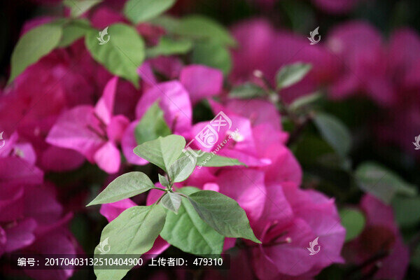 花卉,三角梅,植物