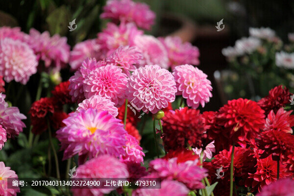 菊花,鮮花,花