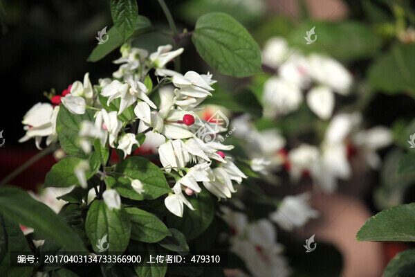 花卉,花朵,花,水仙