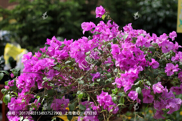 花卉,三角梅,植物,春天,色彩