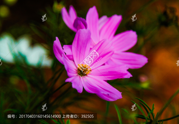 雛菊