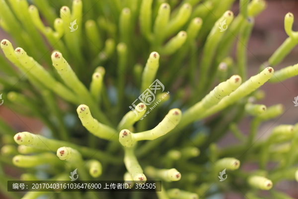 多肉植物