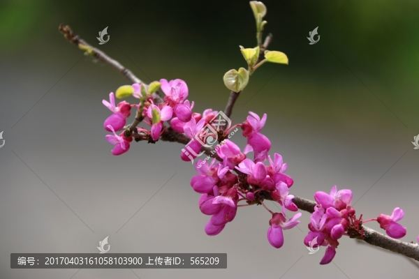 紫荊花