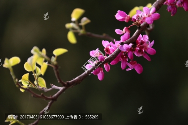 紫荊花