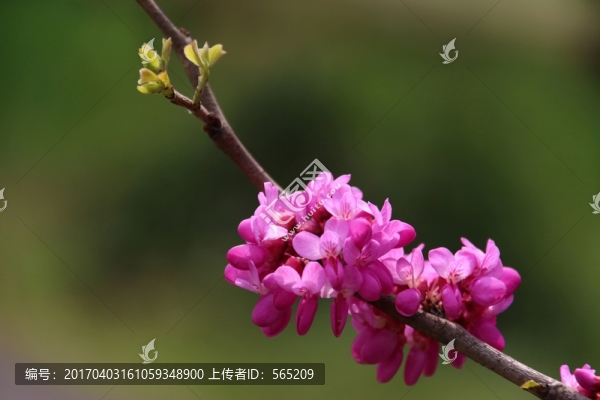 紫荊花
