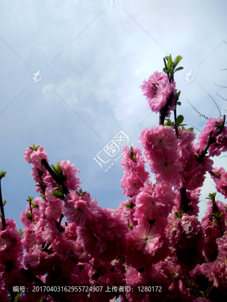 櫻花