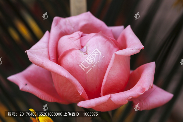 花,殘花,底紋,背景