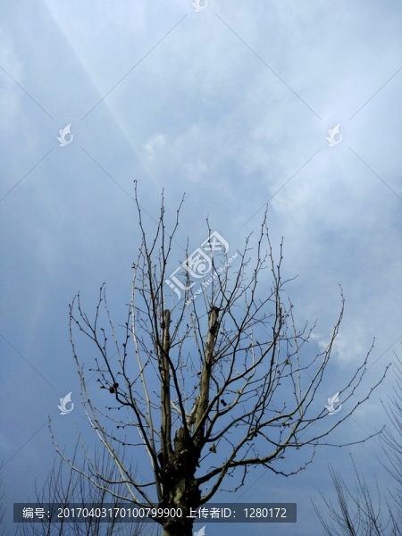 樹枝