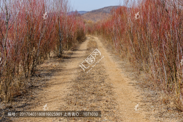 簡(jiǎn)易路和紅柳