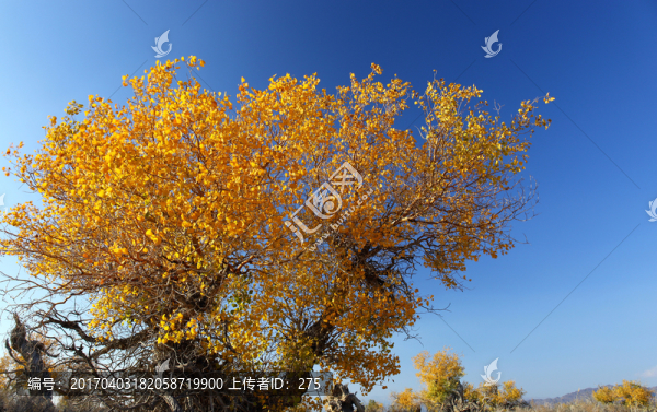 胡楊風采,高格