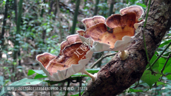 木耳