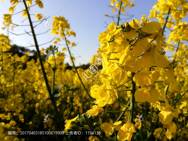 油菜花開