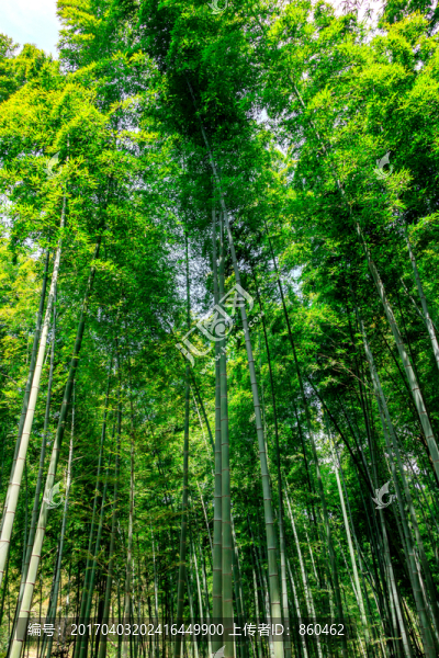 陽光竹林