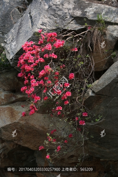 杜鵑花