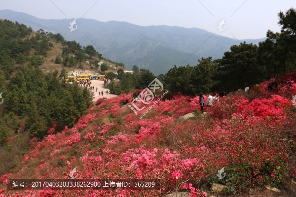 杜鵑花