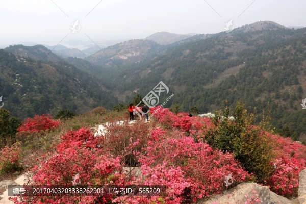 杜鵑花