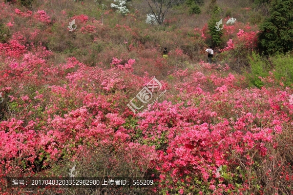 杜鵑花