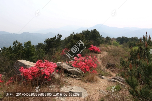 杜鵑花