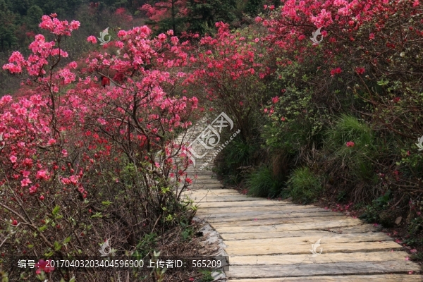 杜鵑花