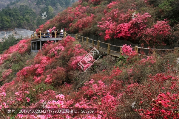 杜鵑花