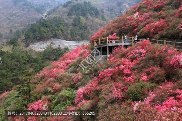 杜鵑花