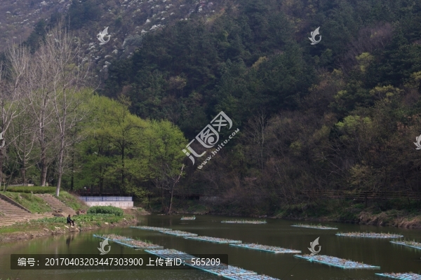 水培植物