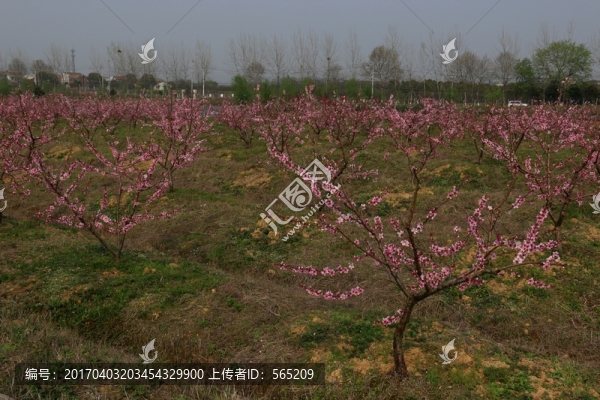 桃花
