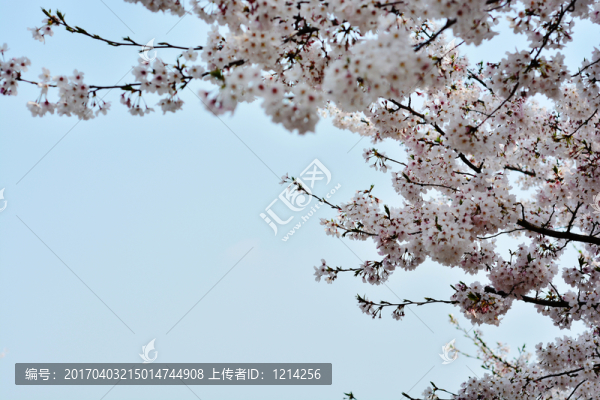 櫻花
