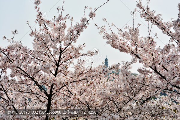 上方山,櫻花