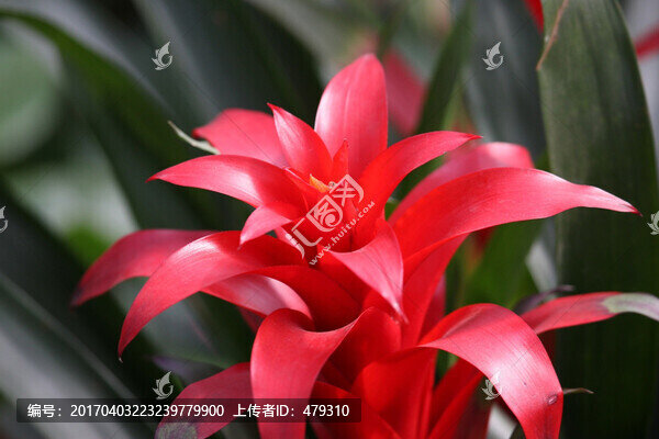 花卉,花朵,鴻運(yùn)當(dāng)頭
