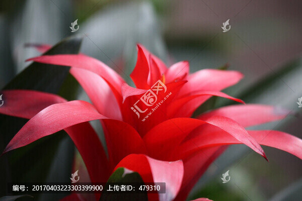 花卉,花朵,鴻運當頭,花,綠植