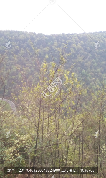 山